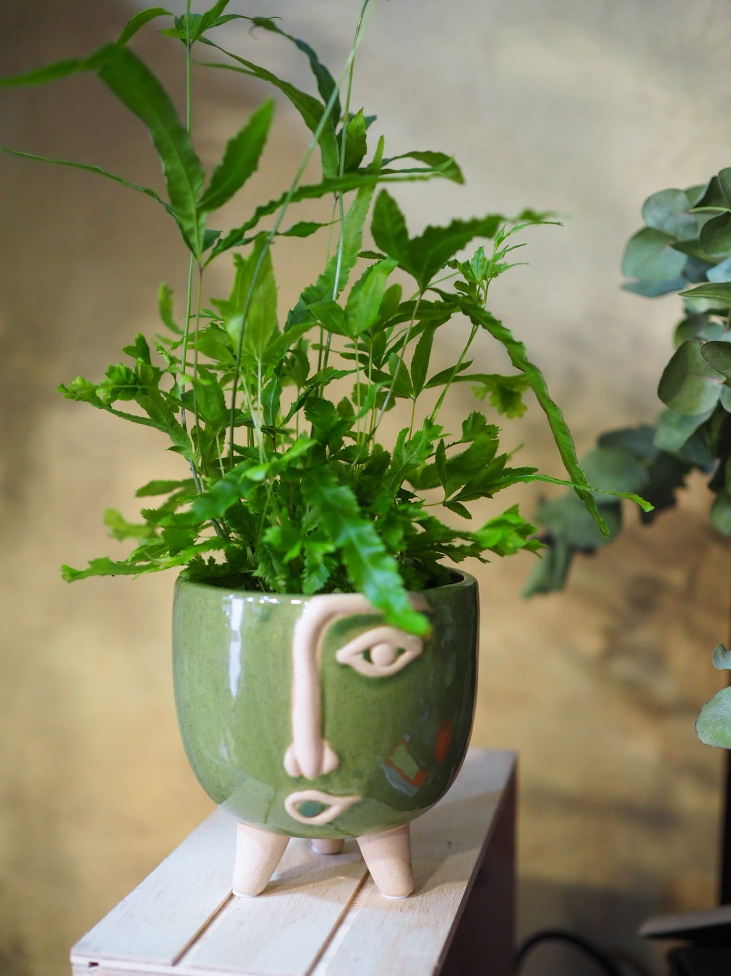 MACETA CON PLANTA